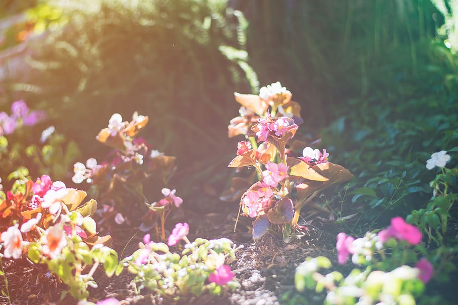 spring, blossom, earth, pink, flower, nature, flowering plant HD wallpaper