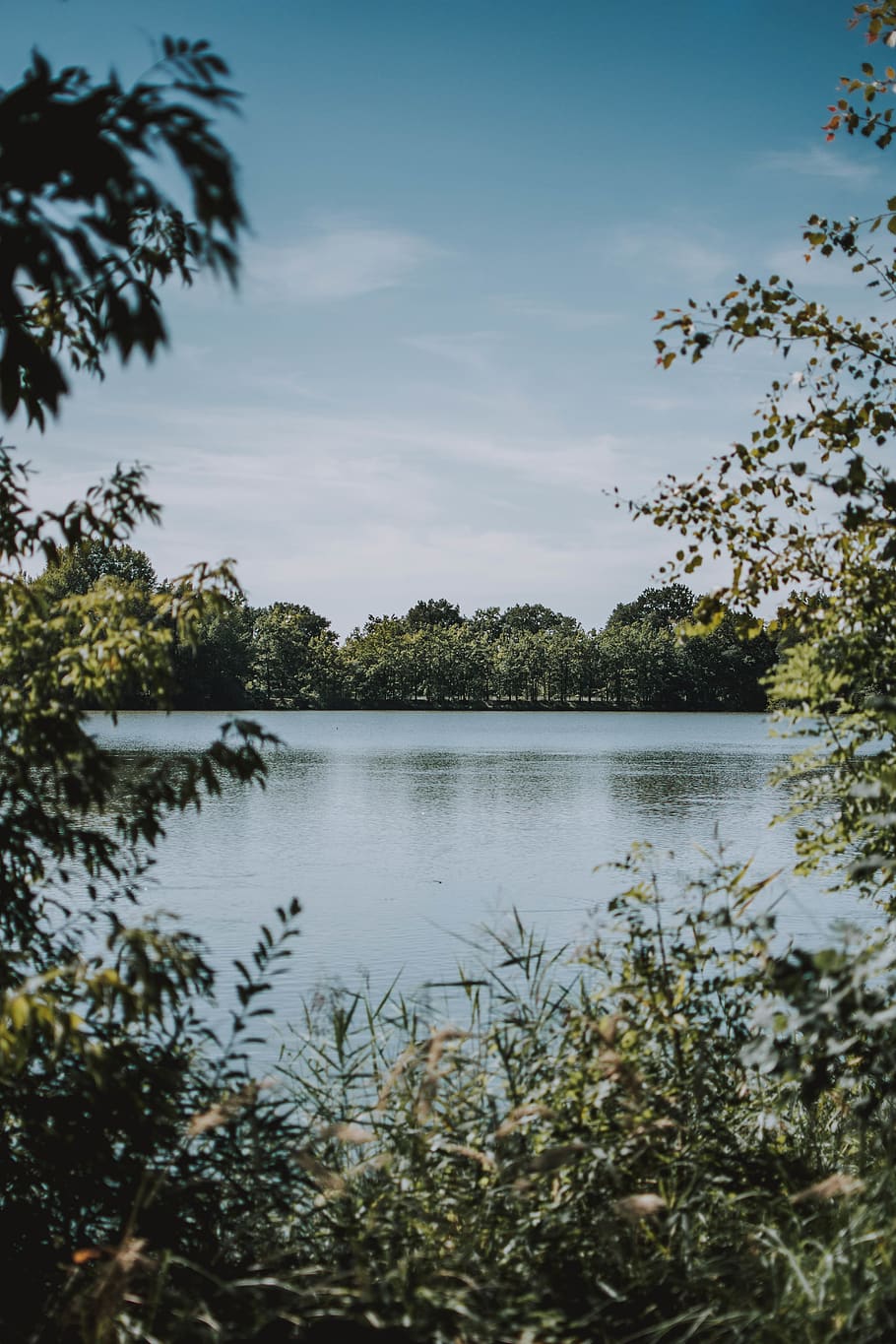 green tree photography, plant, water, sky, lake, tranquility HD wallpaper