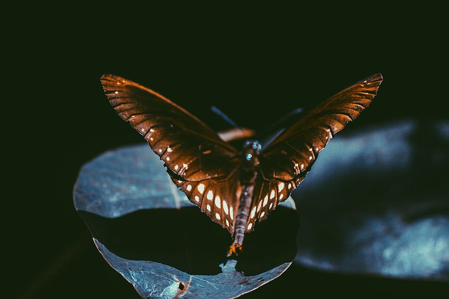 Macro Photography Of Spicebush Swallowtail Butterfly, close-up HD wallpaper