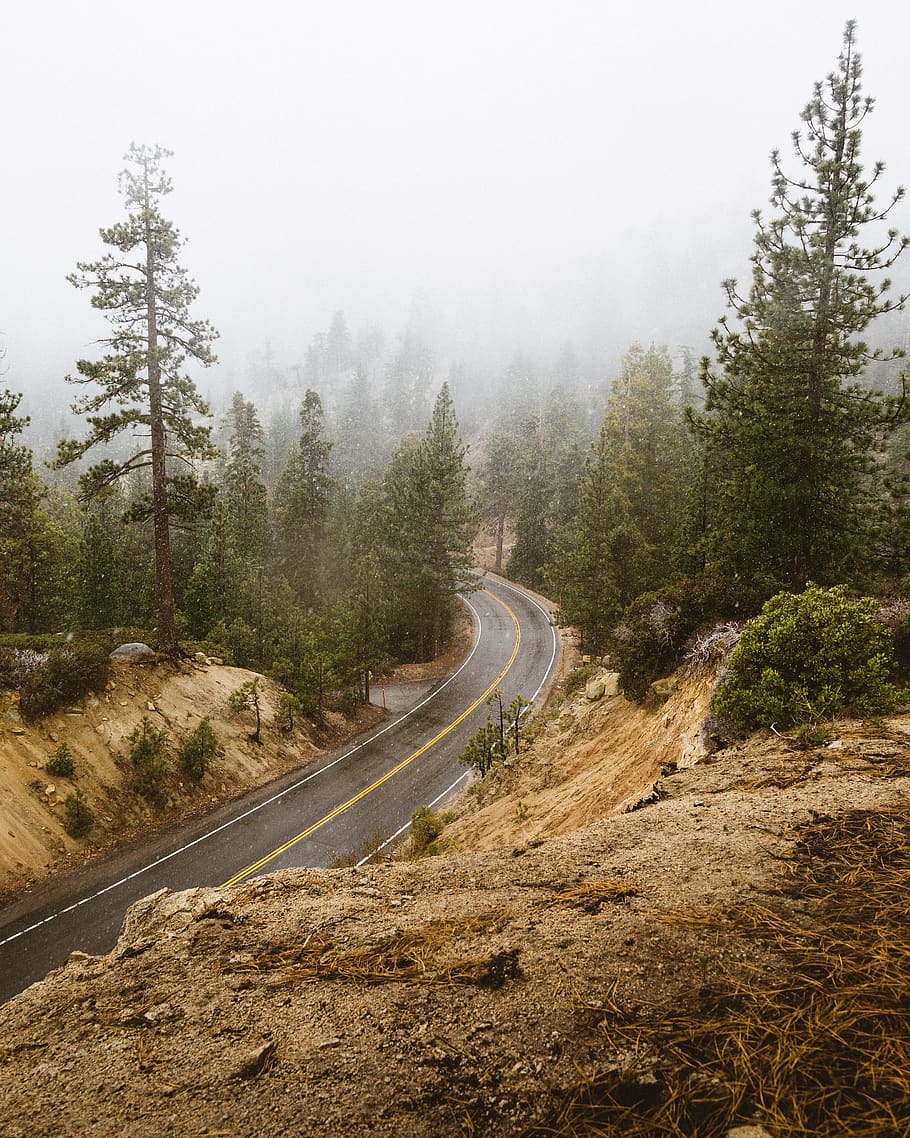 empty road between browns, plant, tree, fir, abies, way, highway HD wallpaper