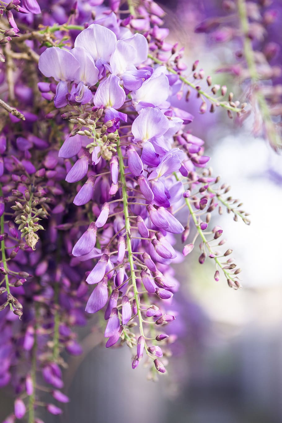selective focus photography of wisteria flowers during daytime, HD wallpaper