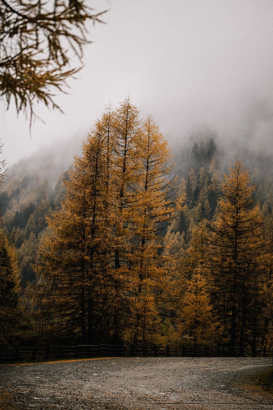brown and green pine trees near mountain during daytime, nature HD wallpaper