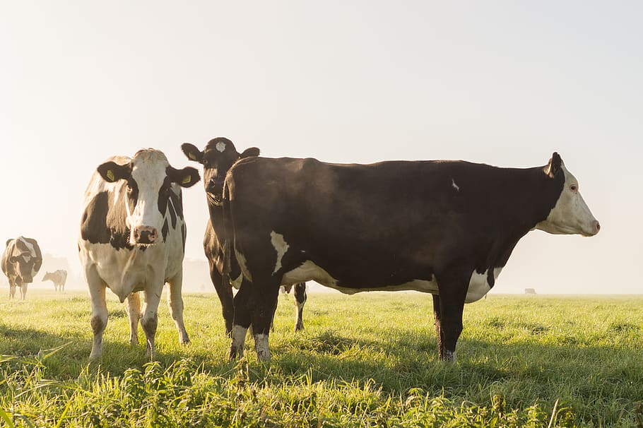 Cow's on Grass Field Under White Sky, animals, cows, farm, mammal HD wallpaper