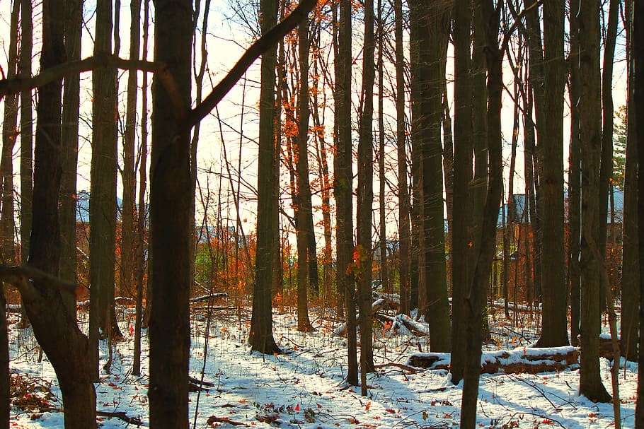 winter, snow, forest, tree, trees, wood, nature, land, plant HD wallpaper