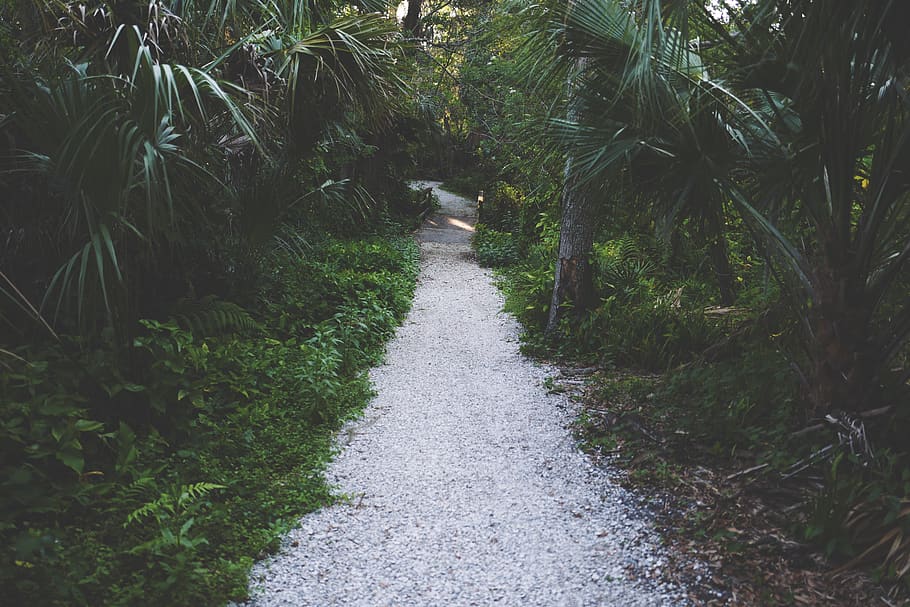 pathway surrounded by trees, plant, direction, growth, the way forward HD wallpaper