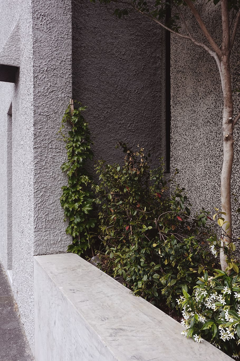green-leafed plants beside wall, growth, architecture, built structure HD wallpaper