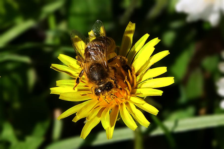 bee, honey bee, insect, pollen, nectar, blossom, bloom, nature HD wallpaper