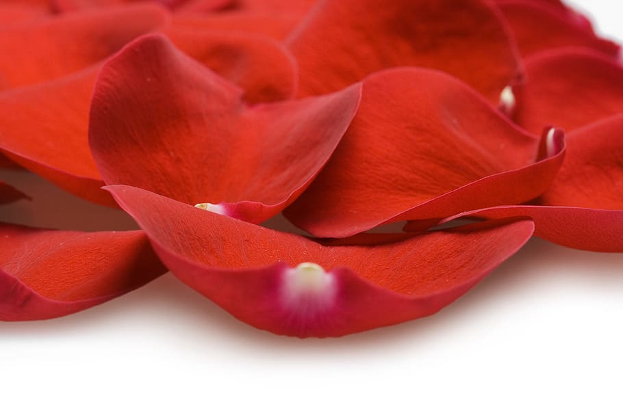 con2011, flower, fresh, gift, isolated, pedal, petal, photo HD wallpaper
