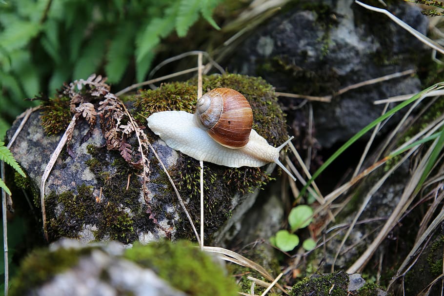 snail, shell, reptile, casing, mollusk, gastropod, plant, invertebrate HD wallpaper