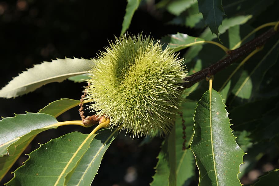 ticino, marroni, tree, chestnut, fruit, chestnut tree, chestnut forest HD wallpaper
