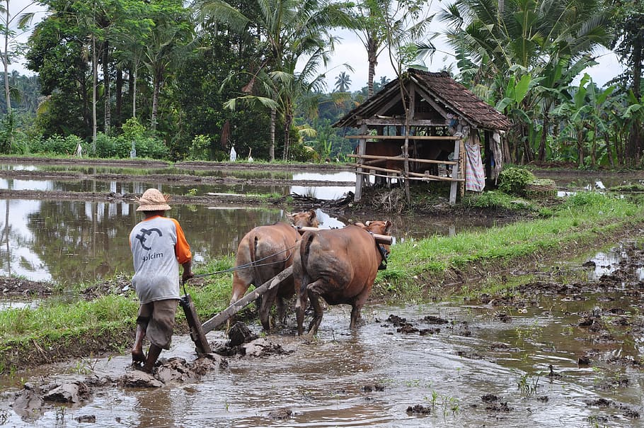 plowing, fields, bali, agriculture, man, villager, cows, water HD wallpaper