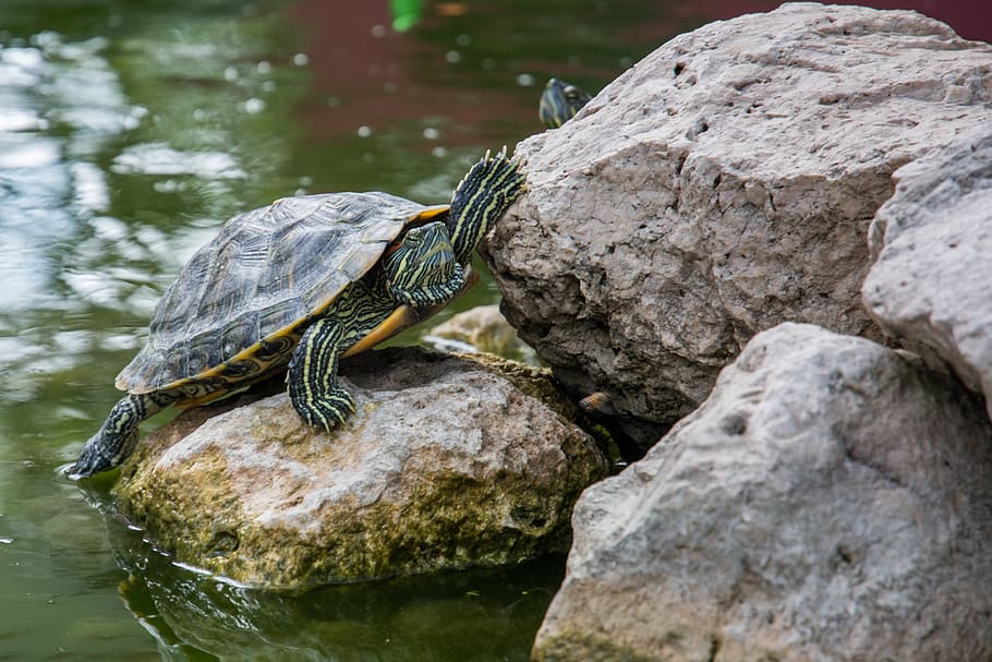 turtle, shell, animal, rocks, water, animal themes, one animal HD wallpaper
