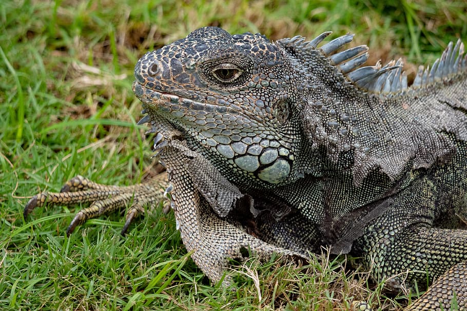 ecuador, iguana, reptile, lizard, animal themes, animal wildlife HD wallpaper