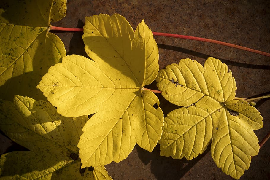 autumn, leaf, maple, tree, forest, yellow, green, sunny, structure HD wallpaper
