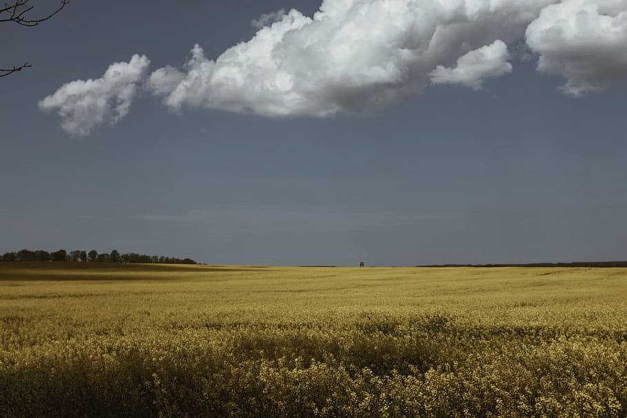 spring, fields, sky, landscape, beauty in nature, environment HD wallpaper