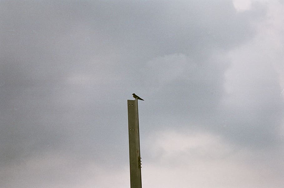 Bird Perching on Metal Beam, clouds, daylight, nature, pole, scenic HD wallpaper
