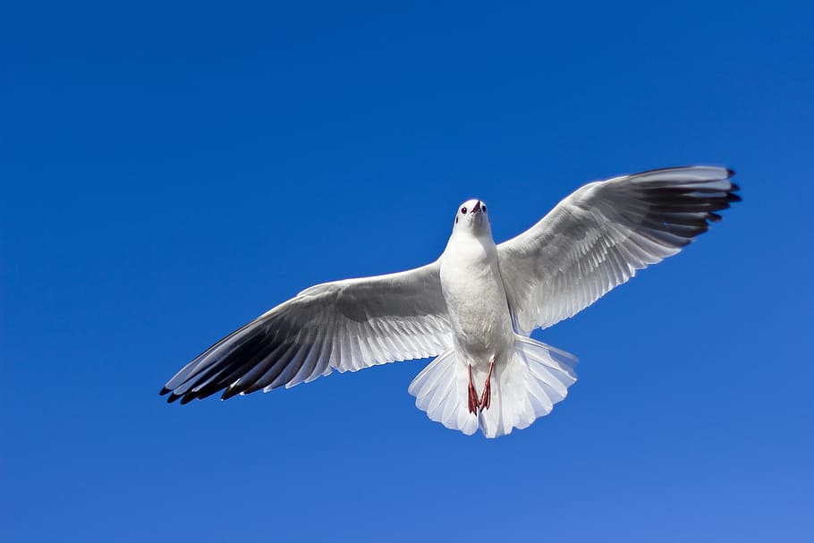 high, height, altitude, fly, flying, bird, white, sky, animal HD wallpaper