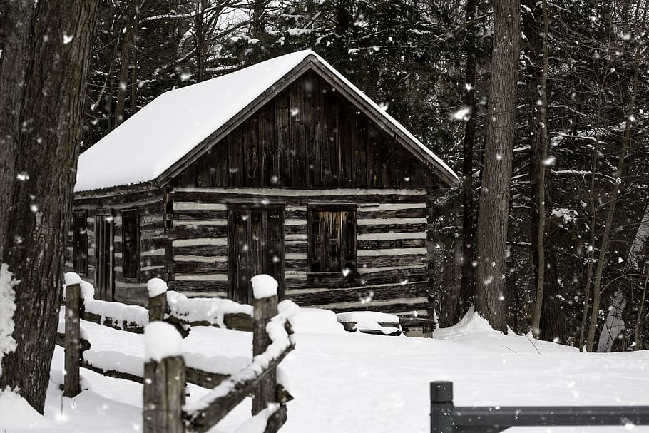 Snowy Brown House Near Tree, cabin, cold, forest, frost, log cabin HD wallpaper