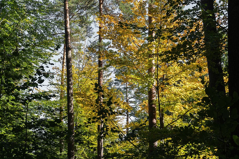 forest, tree, autumn, nature, landscape, plant, beauty in nature HD wallpaper
