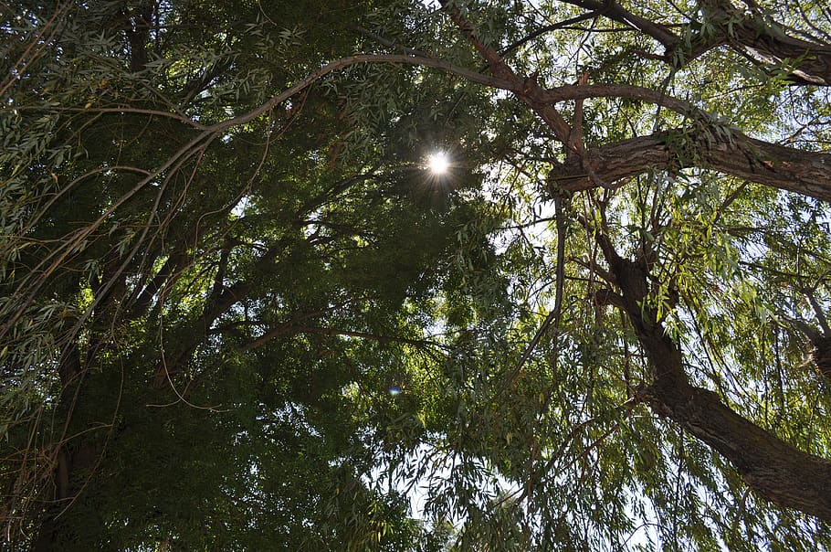 tree, sun, sunlight, greenery, plant, low angle view, growth HD wallpaper