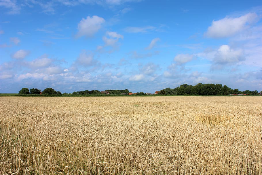north, sky, cornfield, nature, clouds, wide, landscape, mood HD wallpaper