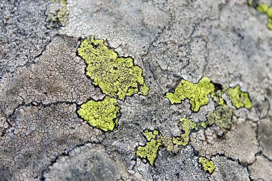 green moss, vitosha, bulgaria, surface, sidewalk, walkway, path