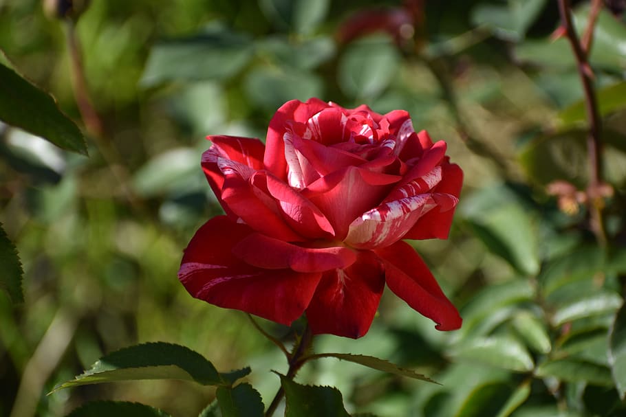 rose, red, multicolored, green background, flower, bloom, love HD wallpaper