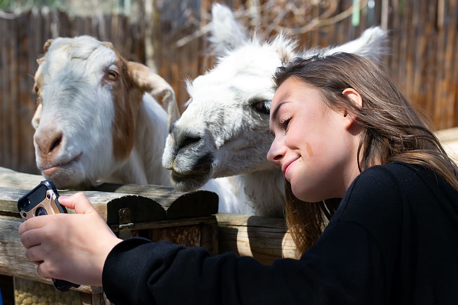 Woman in Black Shirt Beside White Llama, adorable, adult, animals, HD wallpaper