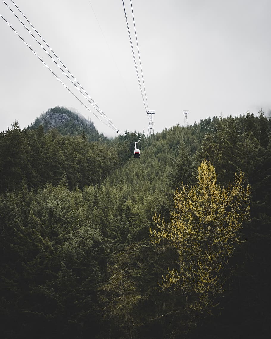 cable car in forest, tree, plant, conifer, abies, fir, transportation