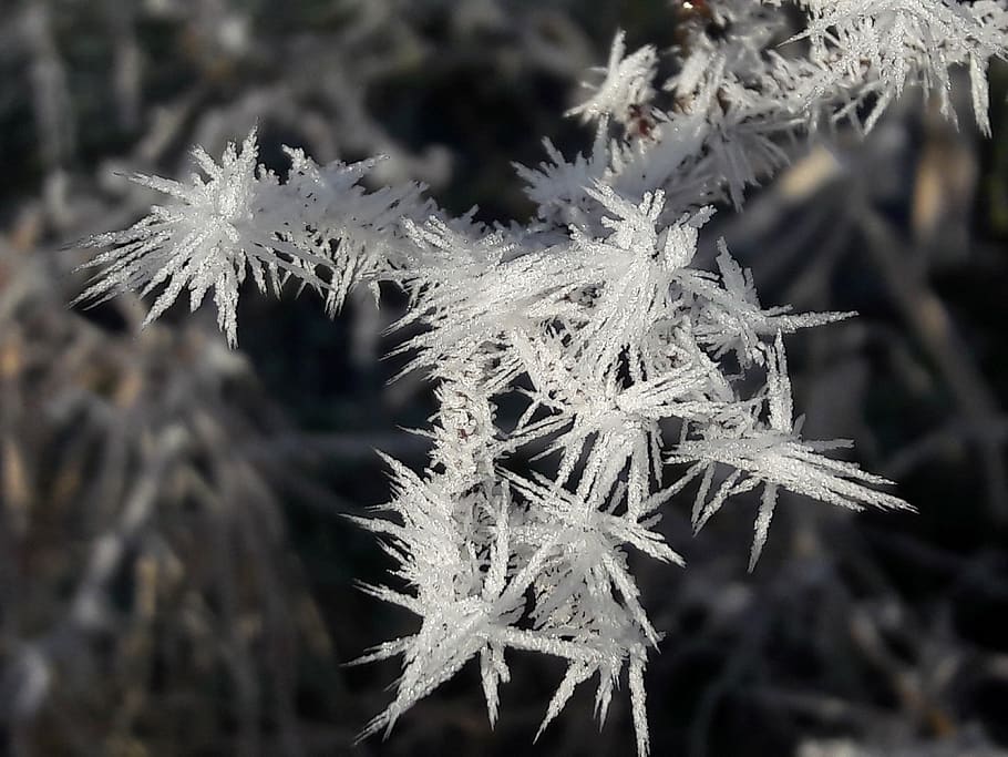 winter, ice, nature, cold, frozen, outdoor, frost, ice cold HD wallpaper
