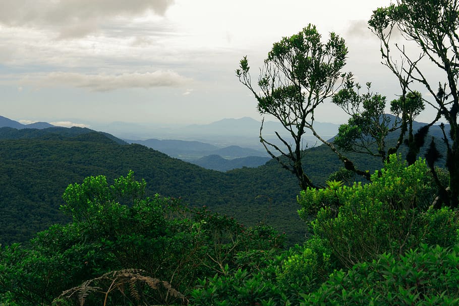 brazil, castelo dos bugres, trees, forest, green, grass, mountain HD wallpaper