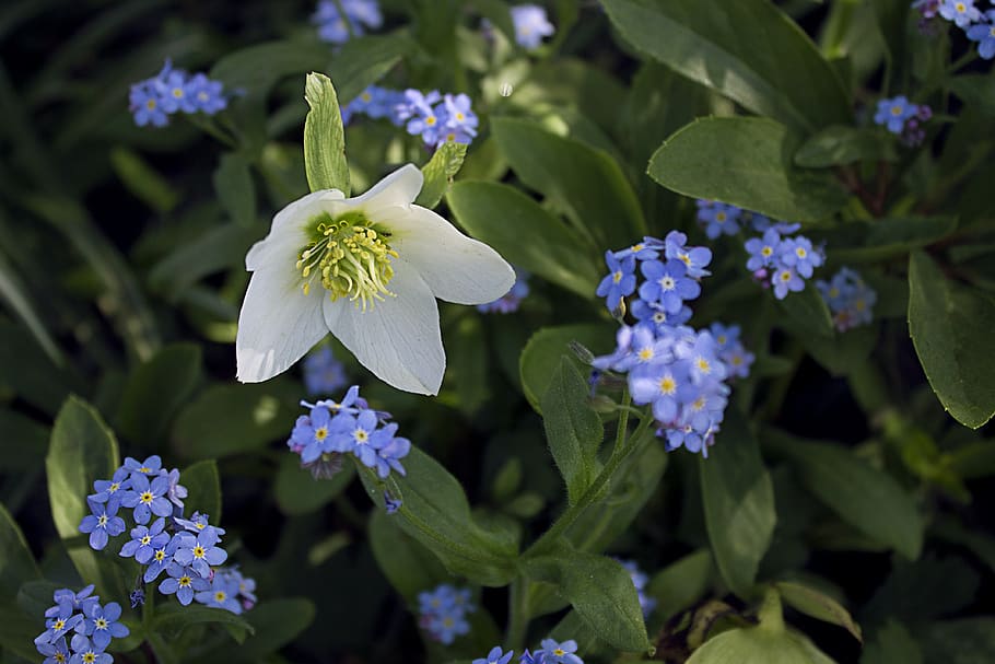 flower, white, plant, spring, nature, bloom, garden, color HD wallpaper