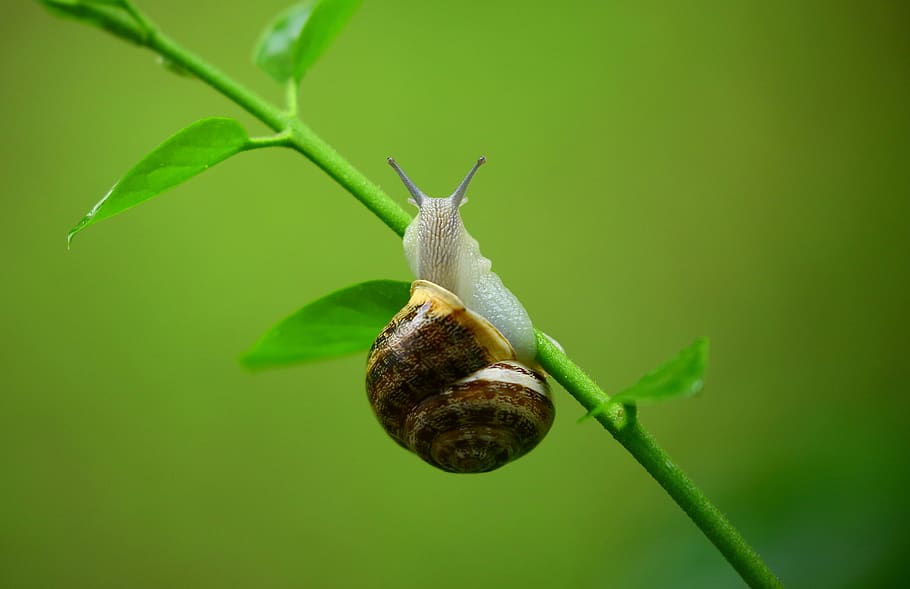 Brown and Gray Snail on Green Plant Branch, animal, gastropod