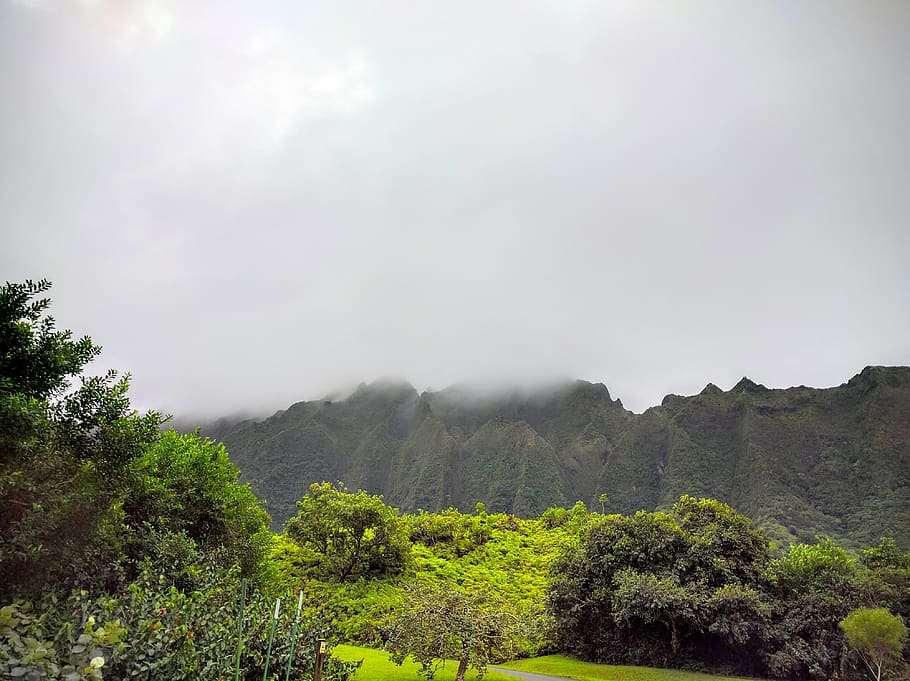 mountain, trees, mist, beauty in nature, plant, scenics - nature HD wallpaper
