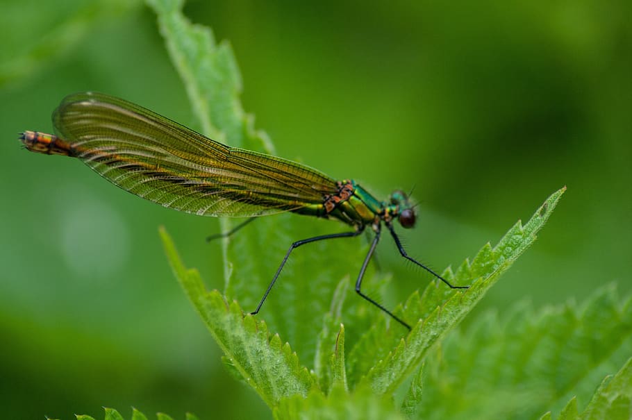 dragonfly, insect, nature, macro, invertebrate, animal themes HD wallpaper