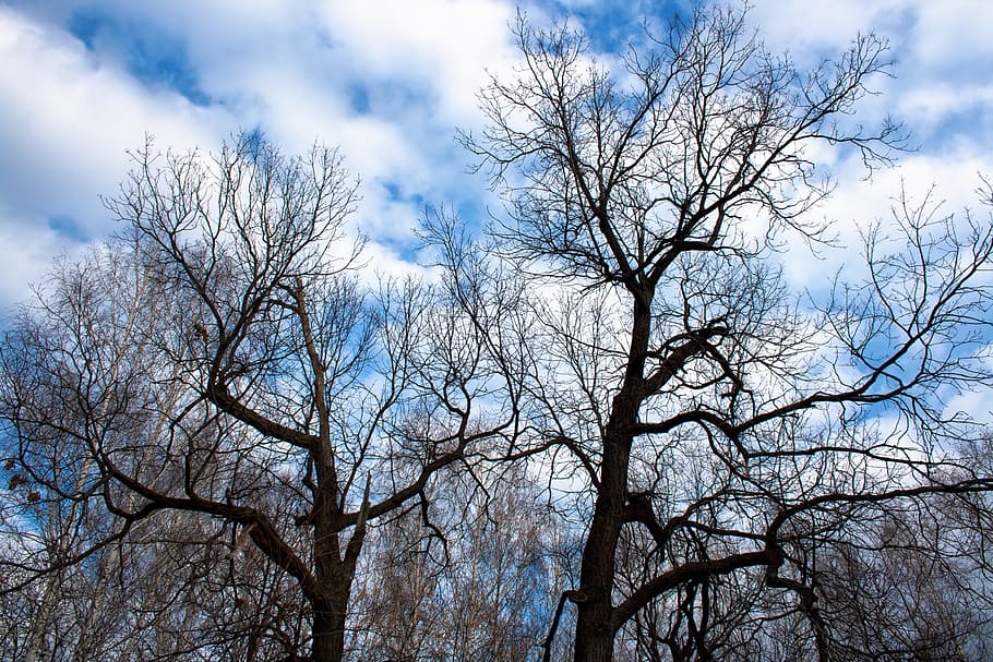 tree, nobody, forest, plant, rural, outdoors, non-urban, branch HD wallpaper