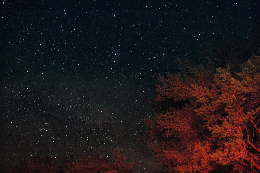 red leafed tree wallapper, night, astronomy, universe, space HD wallpaper