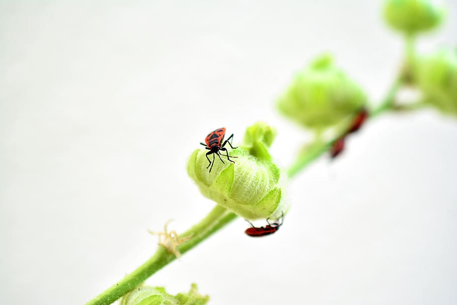fire bug, insect, red, beetle, animal, insect photo, garden HD wallpaper