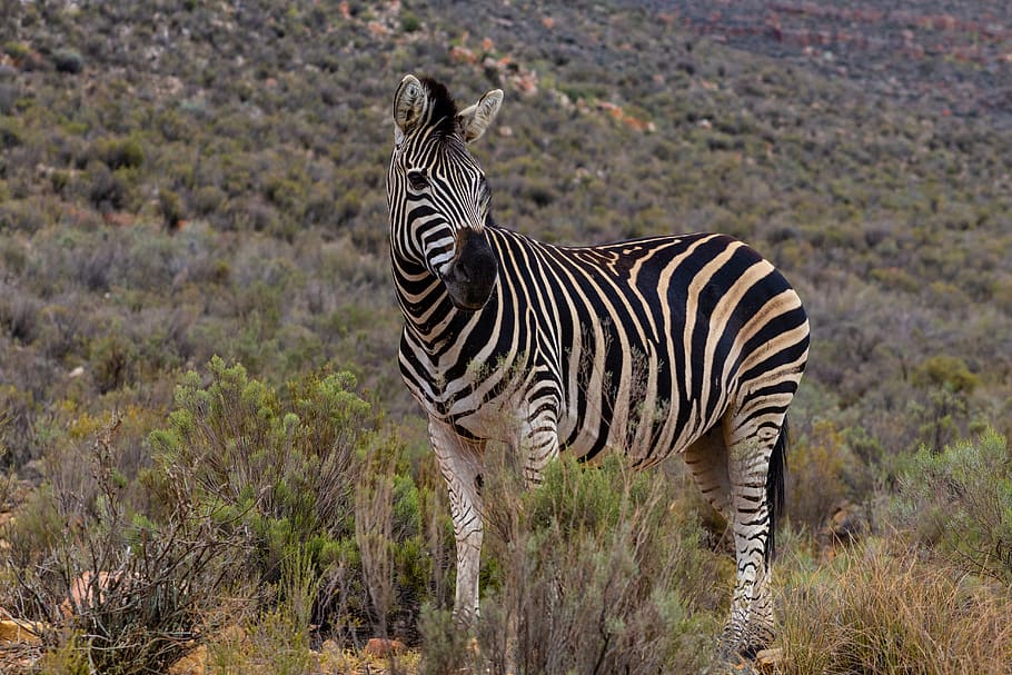 zebra, wildlife, mammal, animal, touws river, western cape, south africa, HD wallpaper