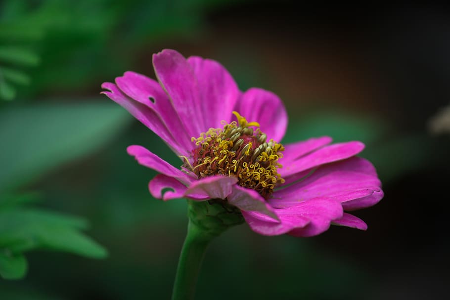 weeds, beautiful, flower, rose, rose flower, pink, pink flower HD wallpaper