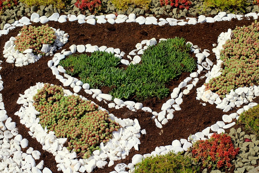 plants, rockery, composition, decoration, pebbles, nature, summer HD wallpaper