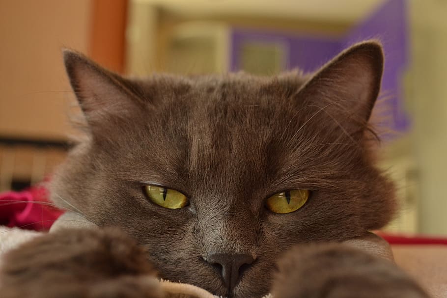 eyes, cat, grey cat, animals, gray cat, domestic, pets, domestic cat HD wallpaper