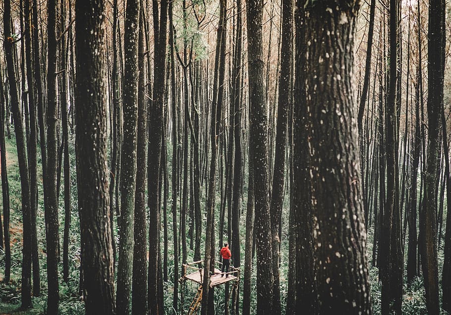 people, alone, man, trees, plants, forest, nature, wood, green HD wallpaper
