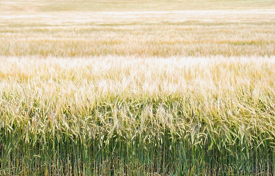 crop field, wheat farm, grass, bread, david clode, australia HD wallpaper