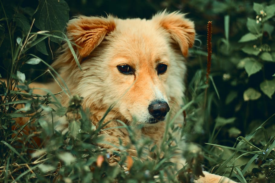 dog surrounded by leaves, one animal, animal themes, mammal, canine HD wallpaper