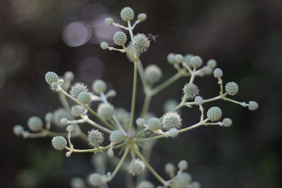 plant, growth, beauty in nature, flower, flowering plant, fragility HD wallpaper