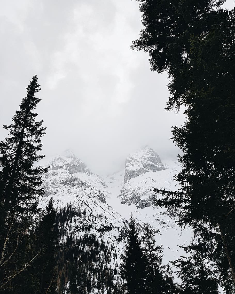 austria, tyrol, tree, plant, beauty in nature, tranquility HD wallpaper