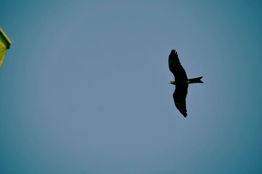 india, new delhi, sky, eagle, skies, nature, bird, blue, bright HD wallpaper