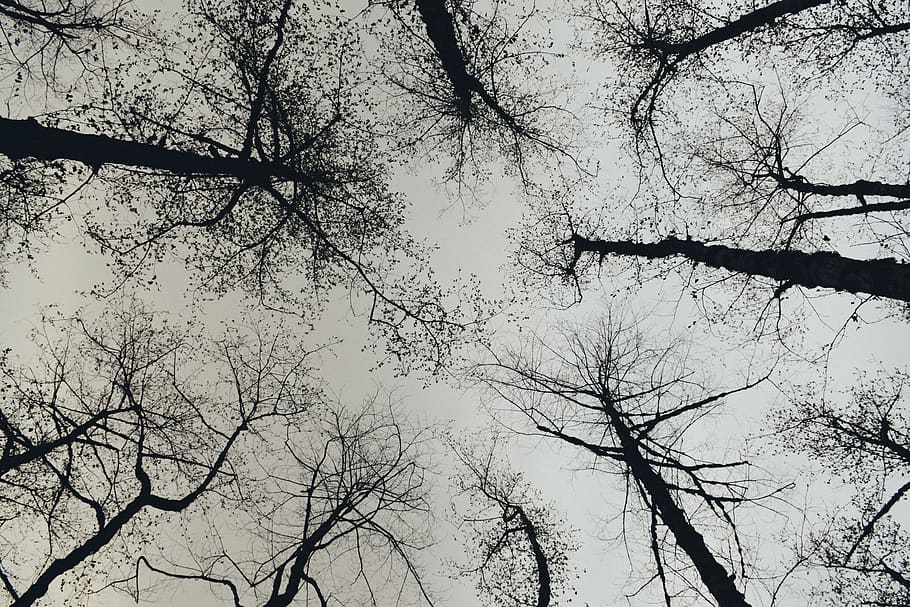 trees, sky, branch, low angle view, plant, silhouette, beauty in nature HD wallpaper