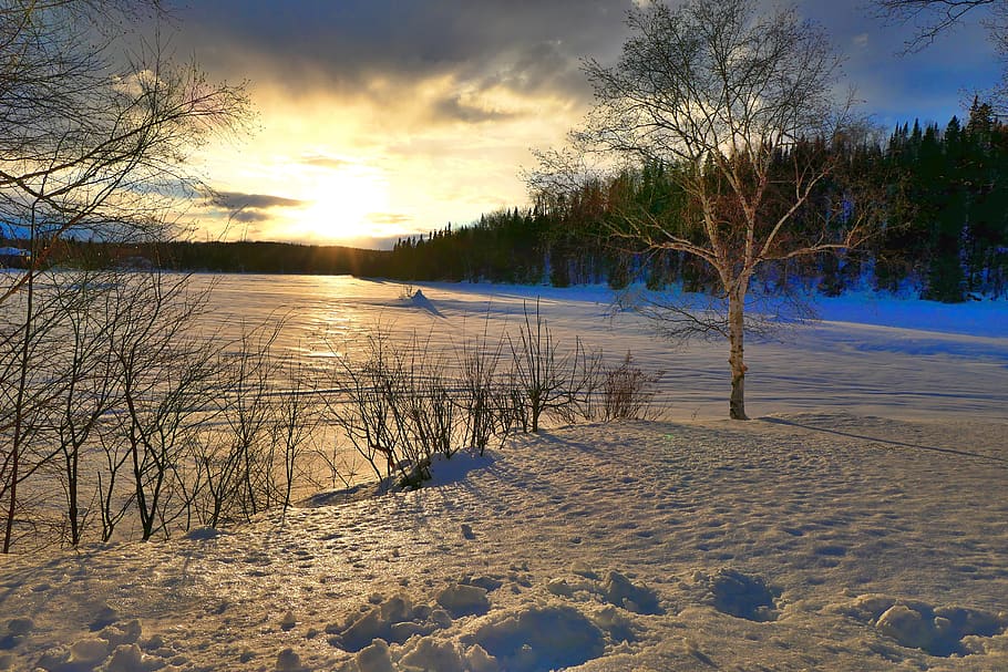 sunset, nature, landscape, winter, cold, gel, trees, birch HD wallpaper